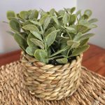 artificial eucalyptus in woven rattan pot